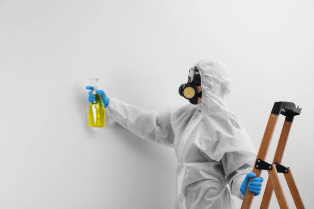 Reliable Wabasha, MN Mold Removal & Remediation Solutions